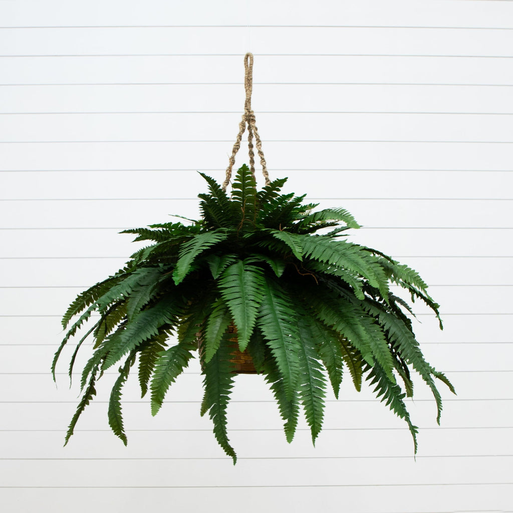 giant hanging planter Double Giant Boston Fern Hanging Basket