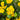 29" UV Resistant Artificial Geranium Hanging Plant - Yellow (Indoor/Outdoor) - Set of 2