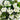 29" UV Resistant Artificial Geranium Hanging Plant - White (Indoor/Outdoor) - Set of 2