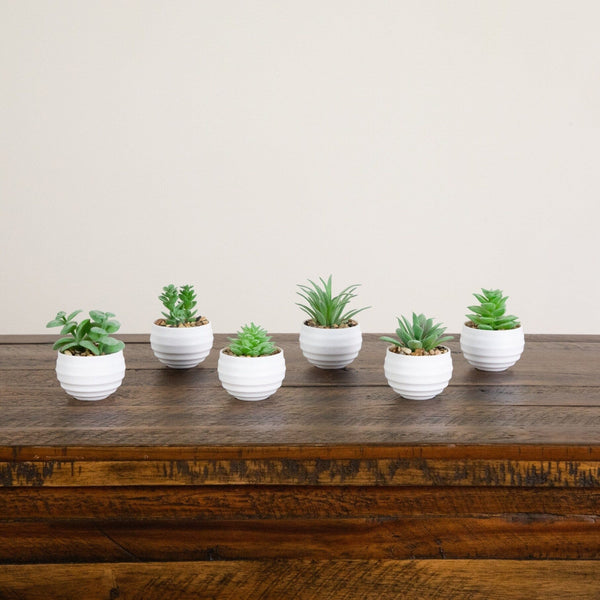 3" Artificial Mini Succulent Plants in Decorative White Oval Planters - Set of 6