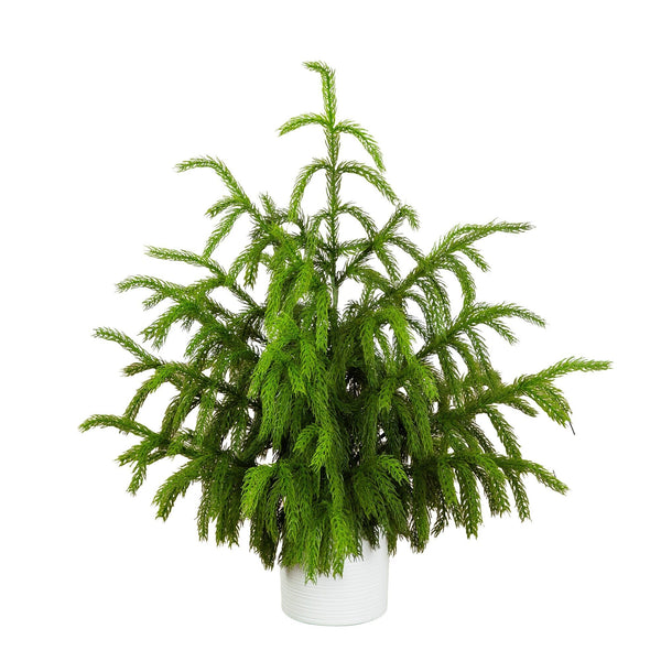 3' Artificial Real Touch Norfolk Island Pine Christmas Tree with Natural Look in White Decorative Planter