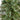 3’ Artificial Wisconsin Slim Snow Tip Pine Christmas Tree