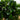 3' Bay Leaf Topiary UV Resistant (Indoor/Outdoor)