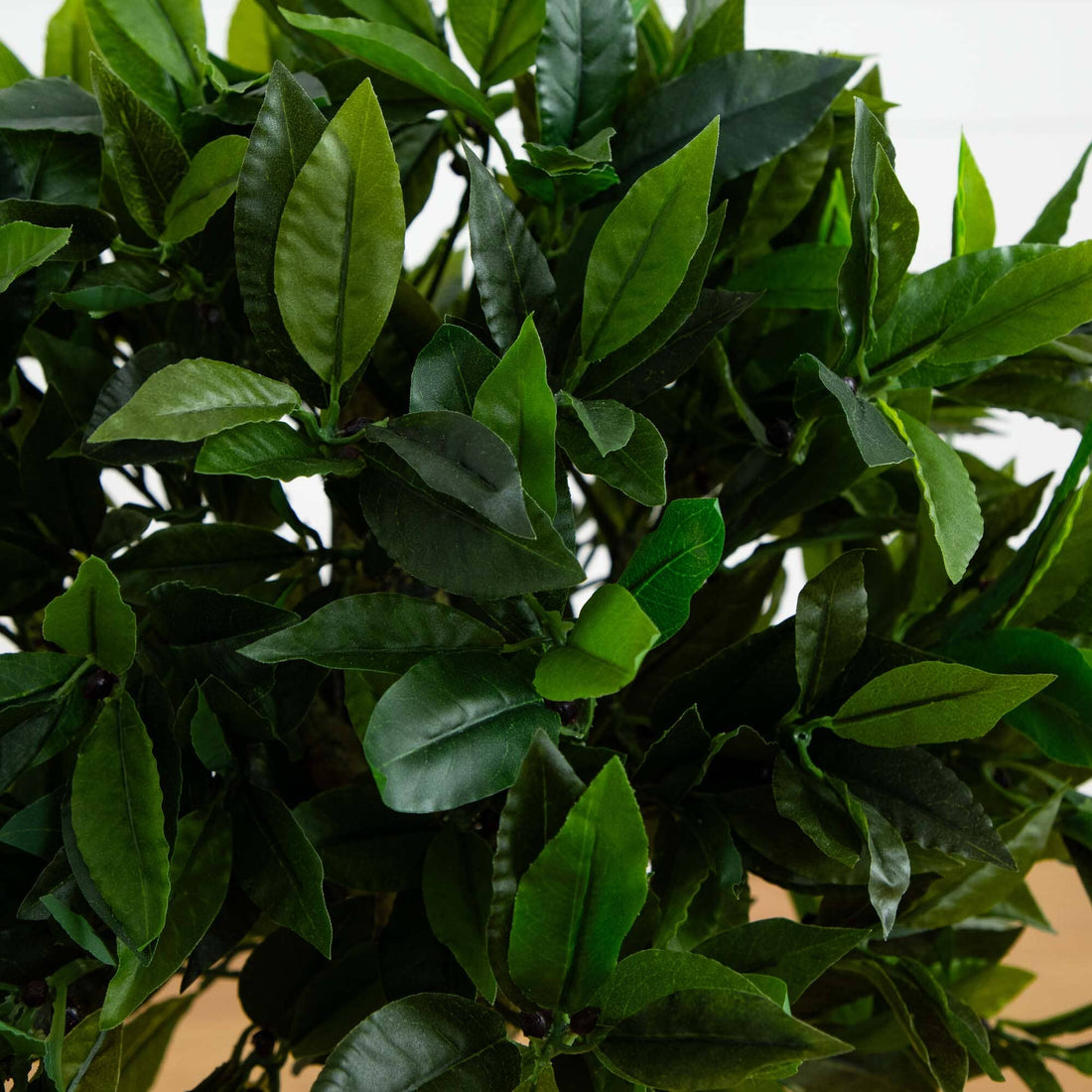 indoor bay leaf plant 3' Bay Leaf Topiary UV Resistant (Indoor/Outdoor)