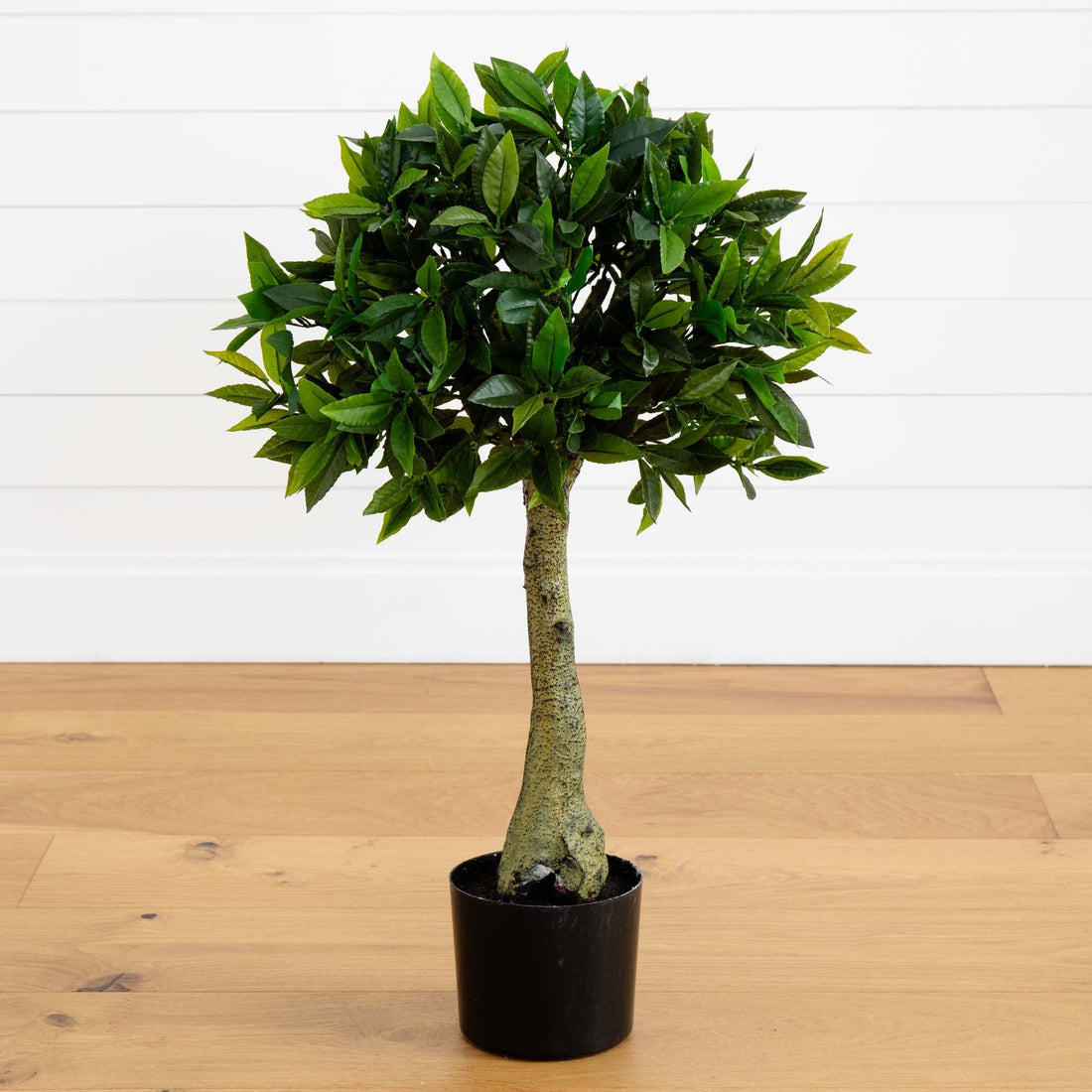 bay tree plant pots 3' Bay Leaf Topiary UV Resistant (Indoor/Outdoor)