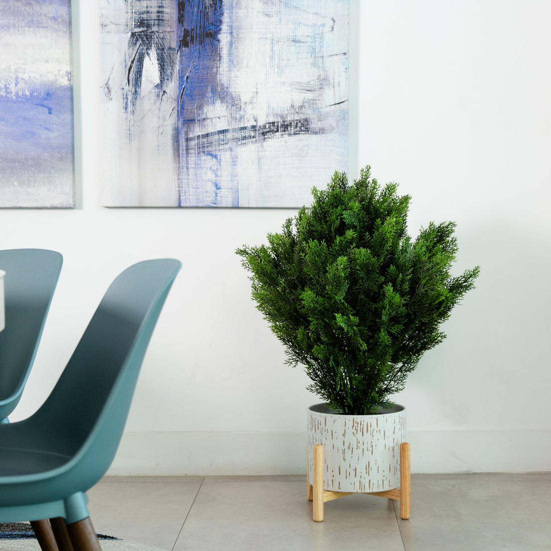 bush plant indoor 3' Cedar Bush (Indoor/Outdoor)