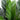 3’ Cycas Palm Tree UV Resistant (Indoor/Outdoor)