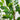 3’ Ficus Artificial Tree in Planter