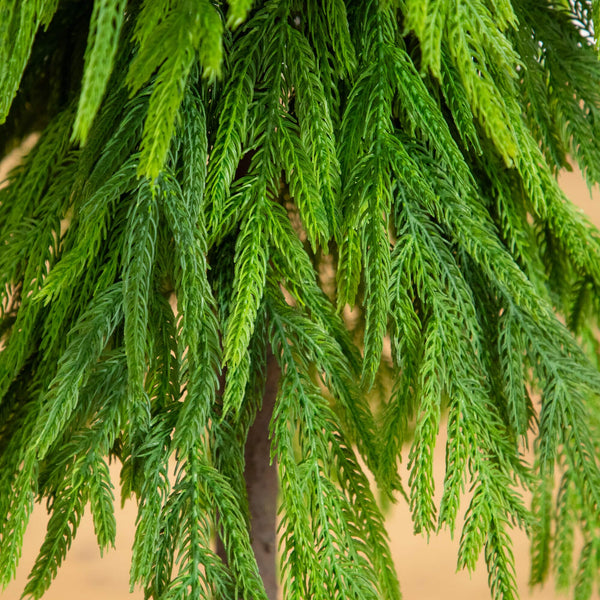 3' Artificial Real Touch Down Swept Norfolk Pine Tree with Natural Look