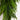 3' Artificial Real Touch Norfolk Island Pine Teardrop with Natural Look