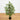 3' Multi Bambusa Bamboo Silk Tree