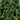 3' UV Resistant Artificial Boxwood Plant with Integrated Ground Stake (Indoor/Outdoor) - Set of 2