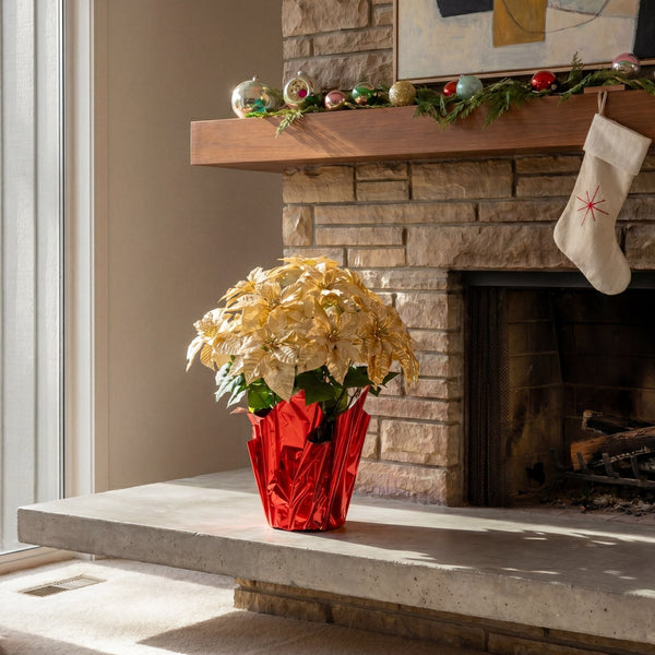 30” Artificial Grand Gold Velvet Poinsettia Arrangement in Red Wrapped Planter