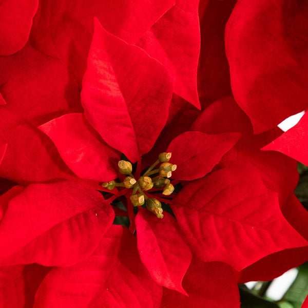 30” Artificial Grand Red Velvet Poinsettia Arrangement in Green Wrapped Planter