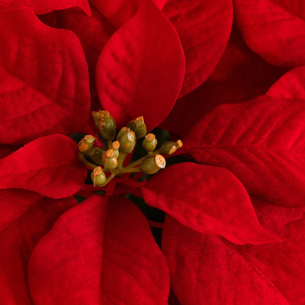 30” Artificial Grand Red Velvet Poinsettia Arrangement in Red Wrapped Planter