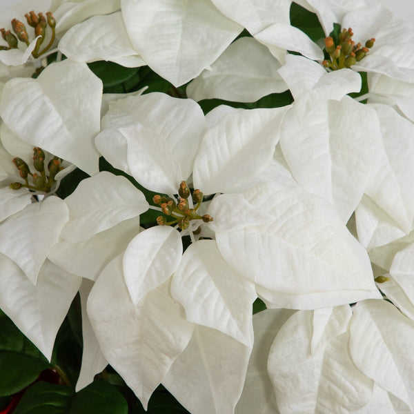 30” Artificial Grand White Velvet Poinsettia Arrangement in Red Wrapped Planter