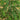33” Artificial Real Touch Drooping Cedar Christmas Tree