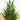 33” Artificial Real Touch Winter Cypress Tree