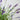 34” Lavender Topiary Artificial Tree