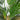3.5' Artificial Areca Palm Tree
