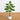 3.5' Artificial Bonsai Style Cedar Tree in Decorative White Planter