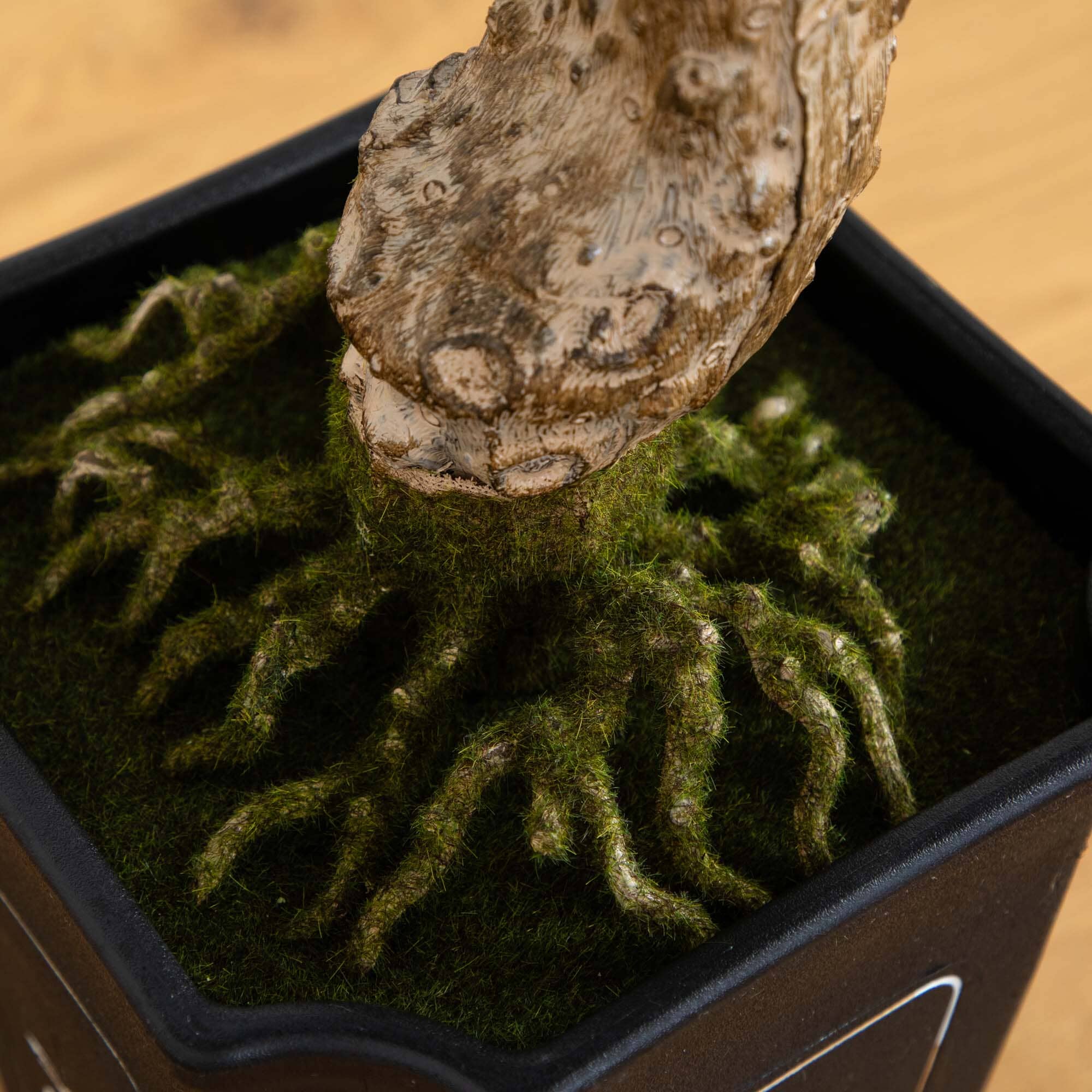 Cedar Bonsai 36