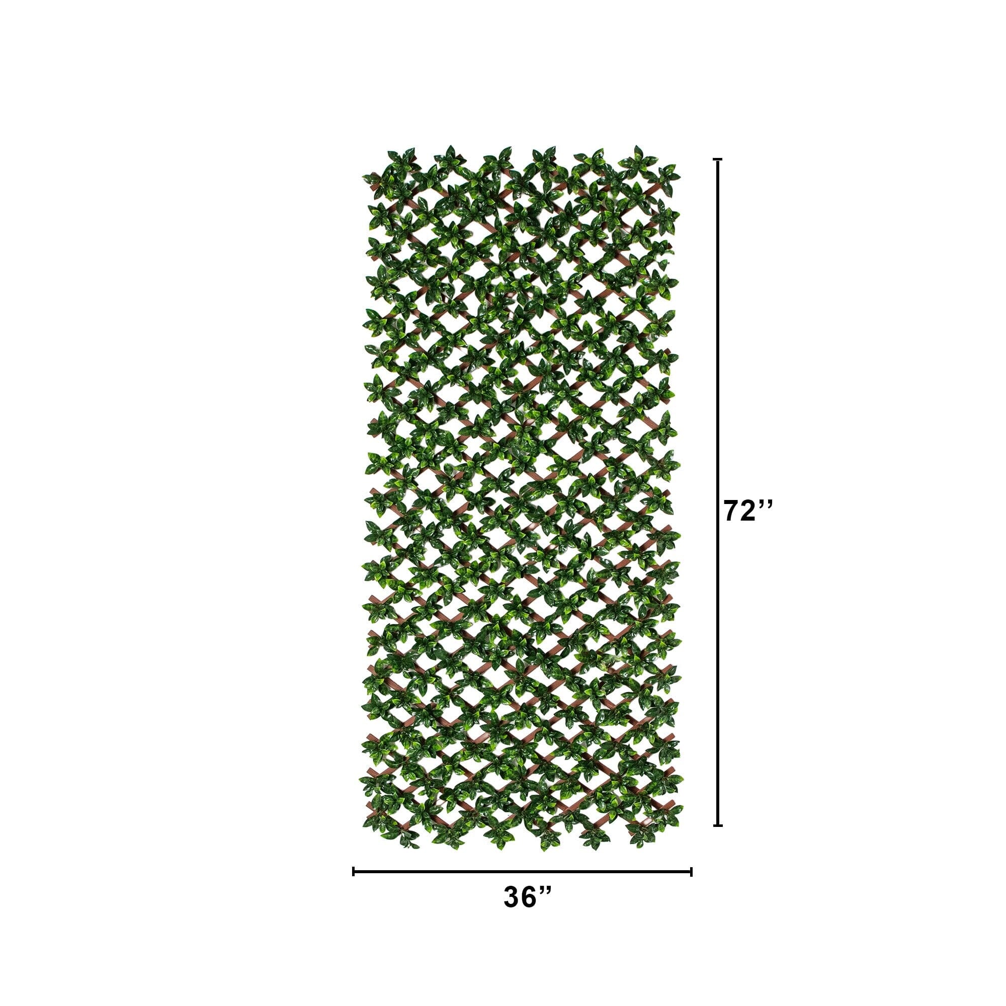 36” x 72