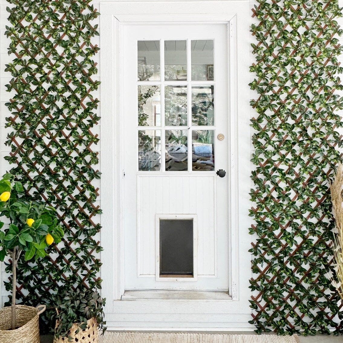 A white front door with a small pet door and glass panes, flanked by two green trellis panels with climbing plants. A woven rug lies on the concrete floor, with potted plants at the lower left.