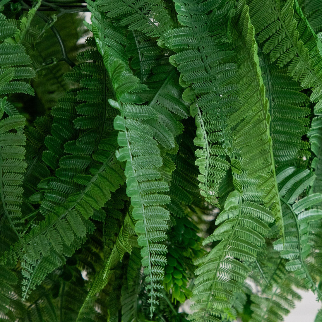 can you plant hanging ferns in the ground 39” UV Resistant Artificial Mixed Ferns Plant in Hanging Ring (Indoor/ – Nearly Natural