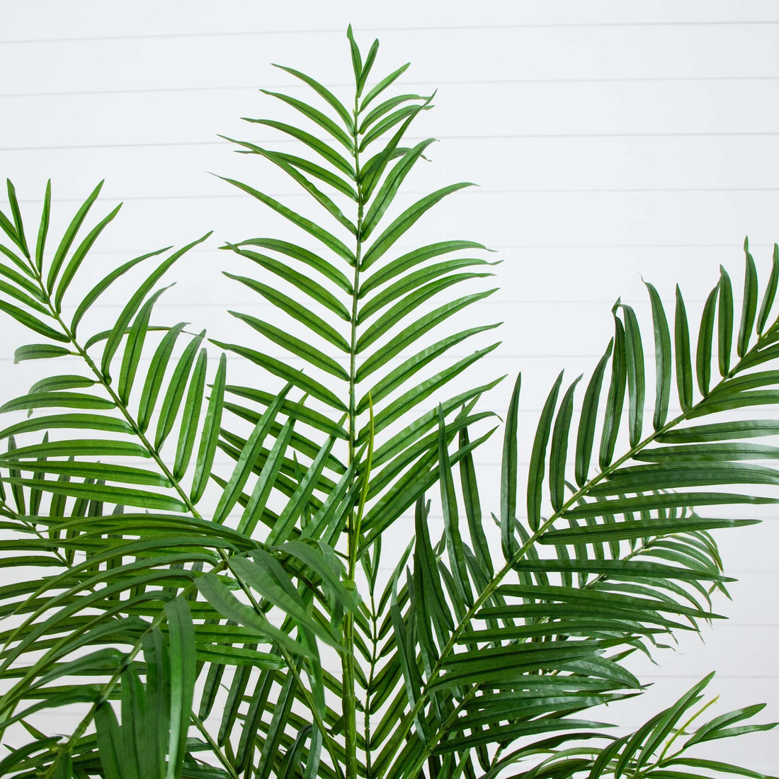 long leaf palm plant 4' Areca Silk Palm Tree