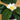 4’ Artificial Minimalist Magnolia Tree in Decorative Planter