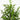 4' Artificial Norfolk Pine Tree