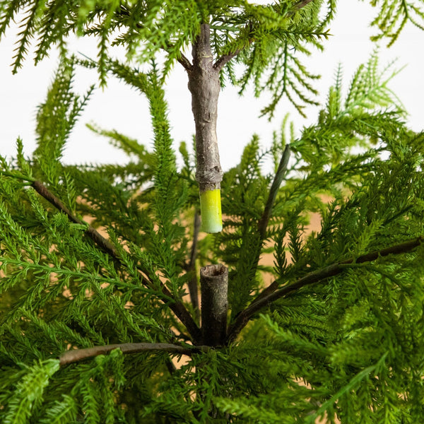 4' Artificial Real Touch Goldcrest Christmas Tree with in Black Decorative Planter