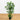 4' Bamboo Silk Plant