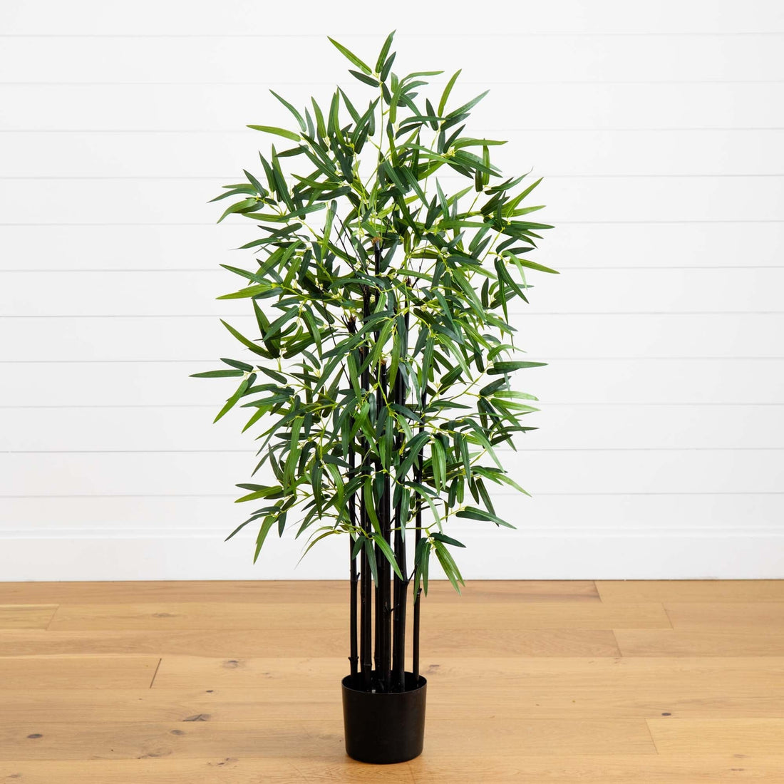 planting black bamboo in pots 4’ Black Bamboo Tree