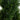 4’ Double Pond Cypress Spiral Topiary UV Resistant (Indoor/Outdoor)