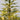 4’ Fraser Fir “Natural Look” Artificial Christmas Tree with 100 Clear LED Lights, a Burlap Base and 403 Bendable Branches
