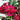 4' Artificial Deluxe Bougainvillea Tree