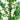 4' Artificial Shady Lady Black Olive Tree