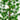 4' UV Artificial Podocarpus Artificial Tree (Indoor/Outdoor)