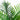 4' UV Resistant Artificial Double Robellini Palm Tree (Indoor/Outdoor)