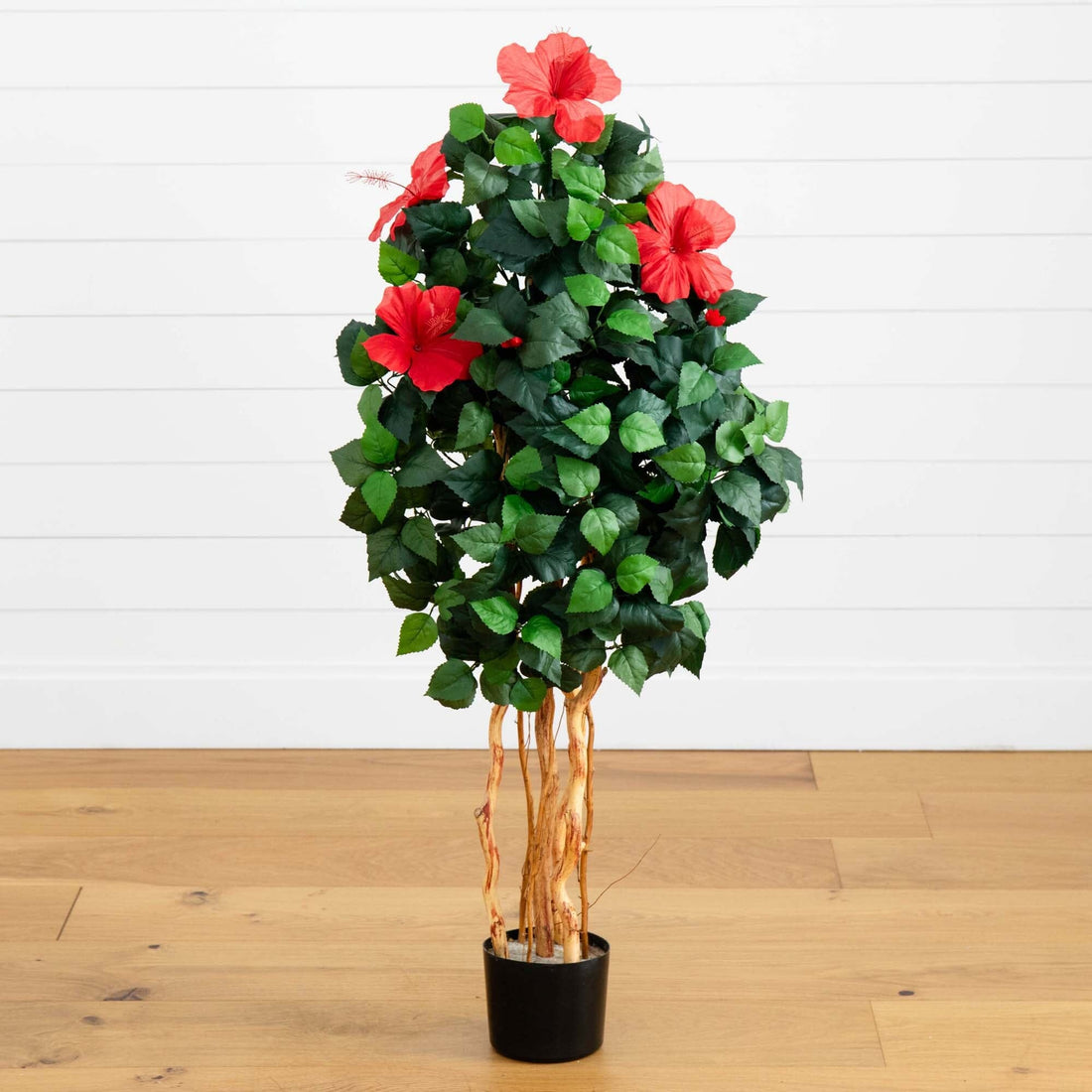 4' Hibiscus Tree