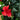 4’ Hibiscus Tree