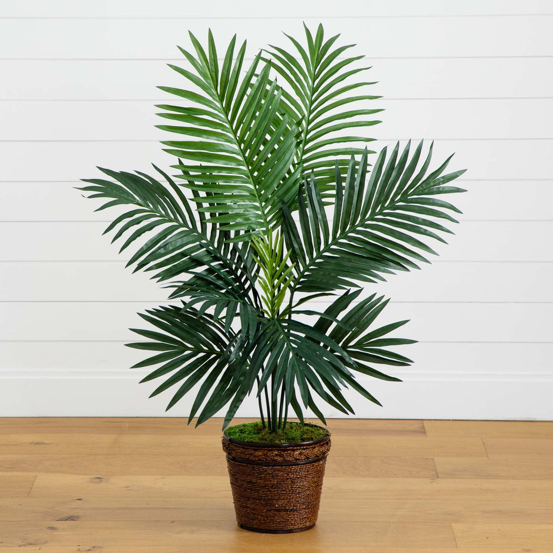 rope pot plant 4' Kentia Palm Tree in Coiled Rope Planter