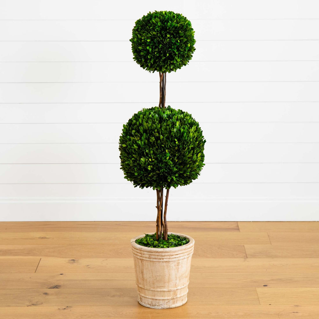 topiary potted plants 4’ Preserved Boxwood Double Ball Topiary Tree in Planter