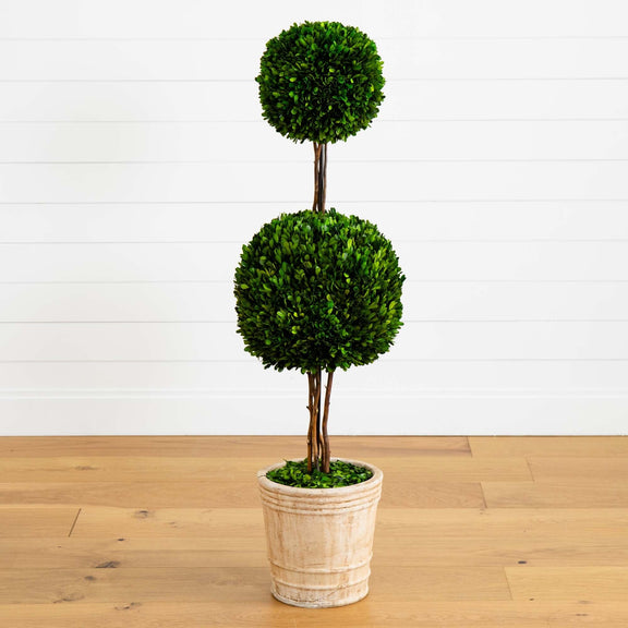 4’ Preserved Boxwood Double Ball Topiary Tree in Planter Nearly Natural