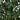 4' Ruscus Silk Tree