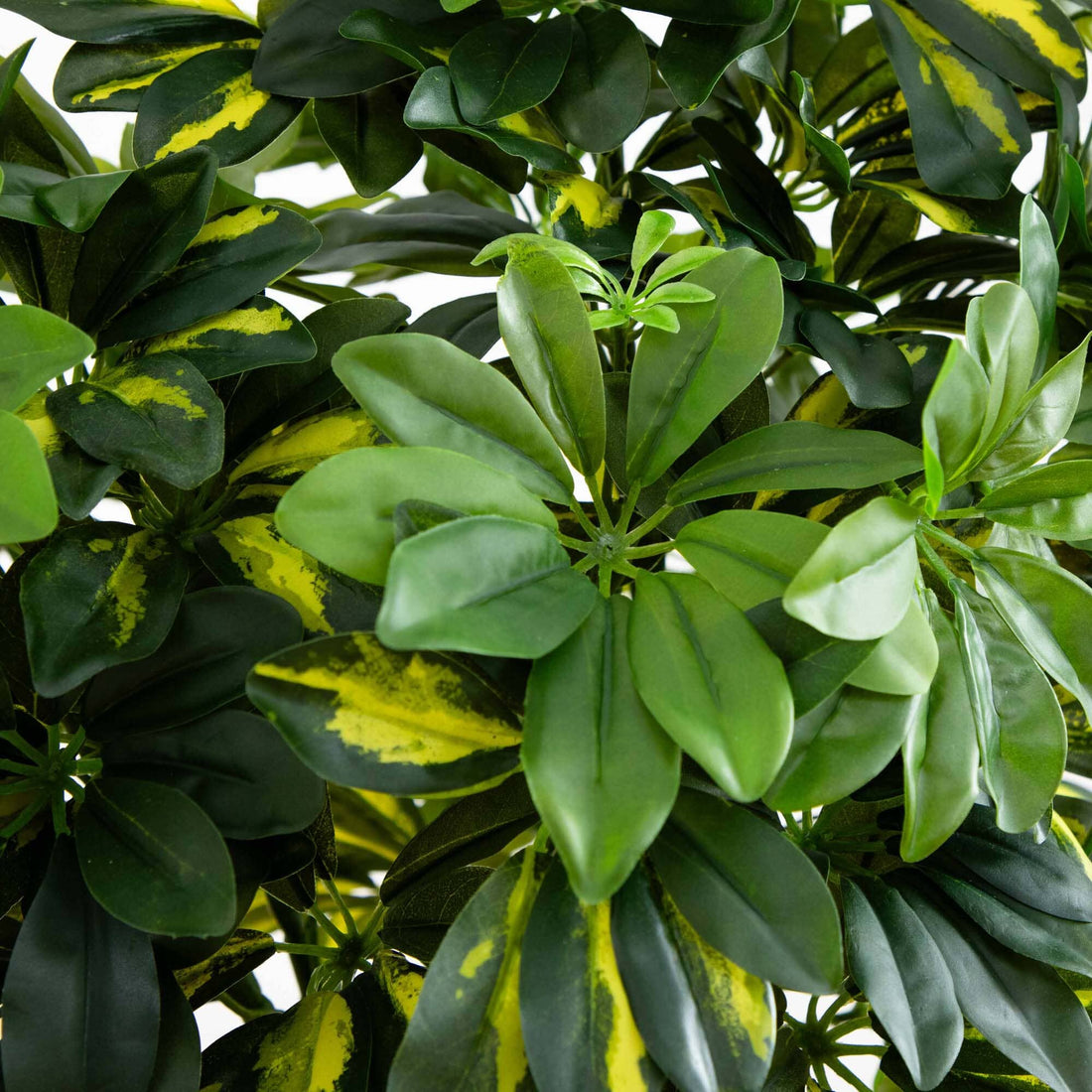 dracaena ficus schefflera 4' Schefflera Silk Tree (Real Touch)
