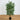 4’ Twiggy Bamboo Tree