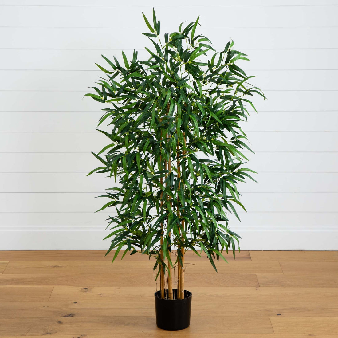 audrey plant Ficus Audrey